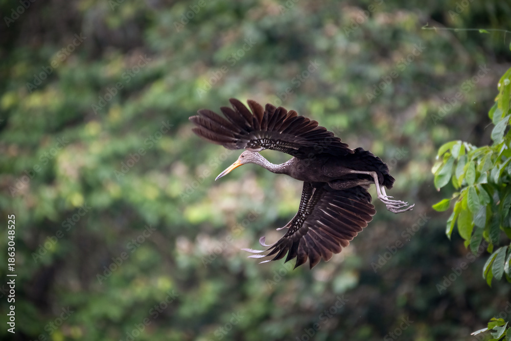 Obraz premium Limpkin (Aramus guarauna) in flight, Yasuni national park, Ecuador