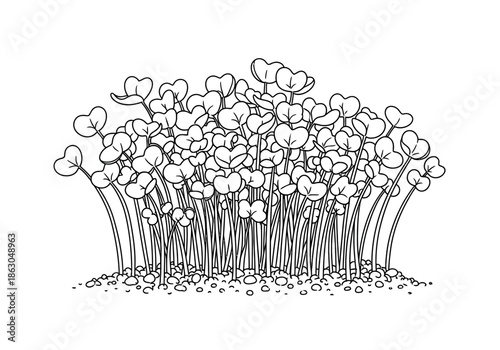 A black and white illustration of a dense cluster of flowers or shrubs growing together