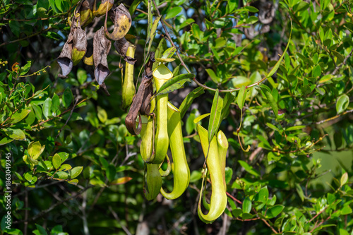 Tropical Pitcher Plants (Nepenthes) climbing on green foliage in the wild.