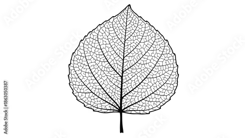 Detailed illustration of a leaf structure