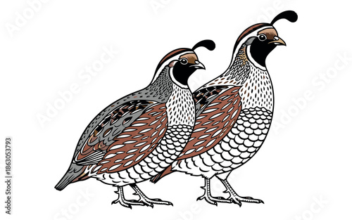 two quail birds brown white black clip art preview