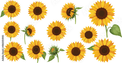 Collection of bright yellow sunflowers with green leaves on white background