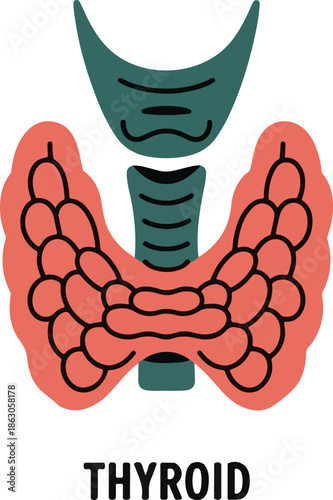 Thyroid gland anatomy illustration for medical education