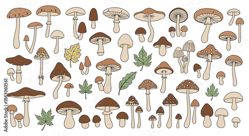 Large collection of various mushroom species and fallen autumn leaves in different shades of brown and green on a white background.