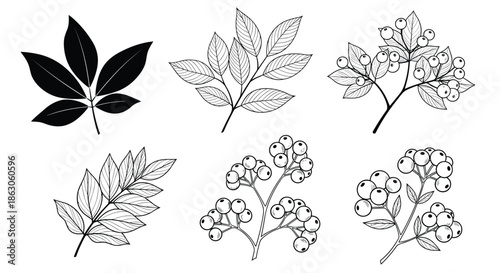 Assortment of botanical illustrations including leaf clusters and berry branches in line art and black silhouettes.