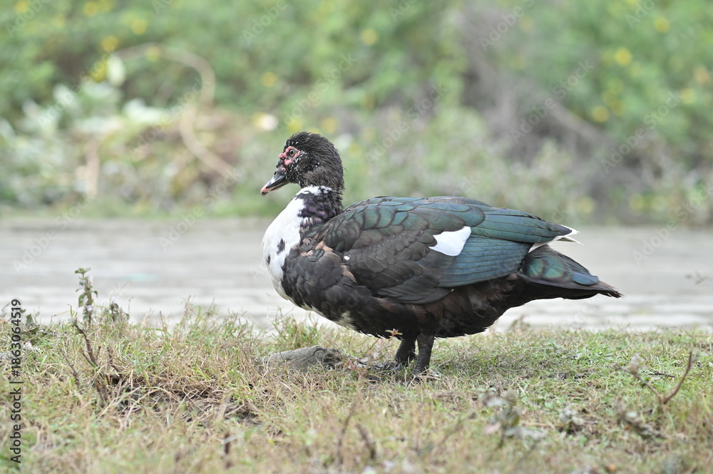 Fototapeta premium MUSCOVY DUCK