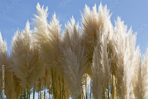 dekorative Staude von Pampasgras
