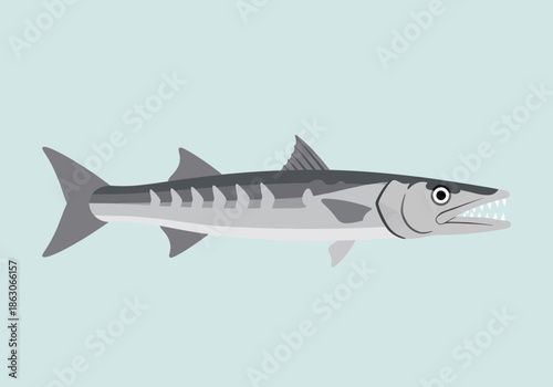 A barracuda fish with sharp teeth and gray markings swims.