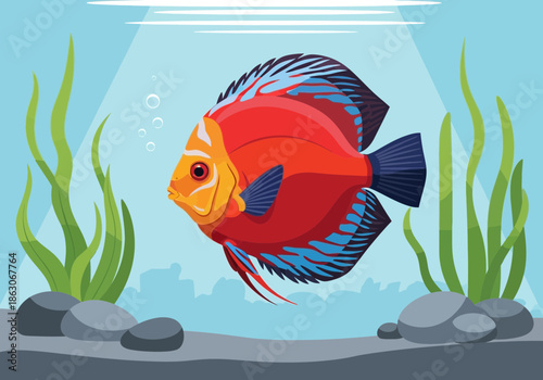 A bright red and blue fish swims in an aquarium with plants.