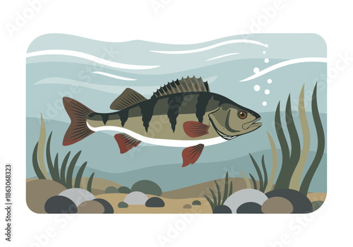 A perch swims underwater among aquatic plants and rocks.