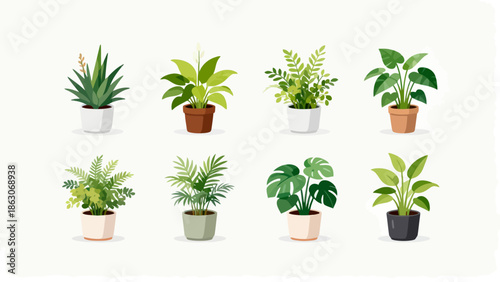 Potted plants collection