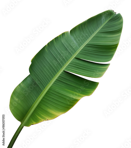 Large green leaf isolated on transparent background isolated on transparent background