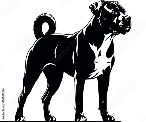 Strong black and white dog illustration standing in a side view pose flat vector art isolated on white background for guard dog or security concept.