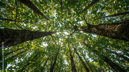 Vista dal basso di alberi alti con chiome verdi nel bosco. Generative AI 