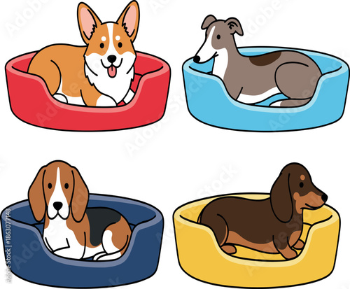 Set of four cute dog breeds including Corgi Beagle and Dachshund sitting in colorful pet beds flat vector illustration isolated on white background.