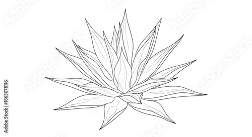Detailed black and white line art illustration of an agave or desert succulent plant with long pointed leaves.