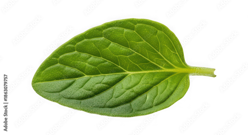 Obraz premium A single green mint leaf with prominent veins, of transparent