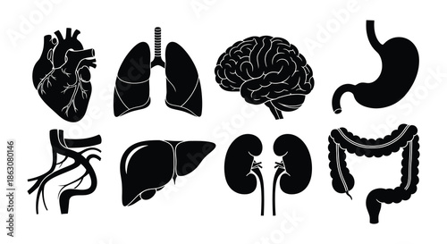 Illustrative depiction of essential human organs in a simplified black and white style
