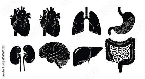 Illustrative depiction of essential human organs in a simplified black and white style