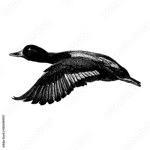 Lesser Scaup in flight, showcasing detailed wings and elegant form against a clean white background, ideal for wildlife, nature, and vintage-style design themes.