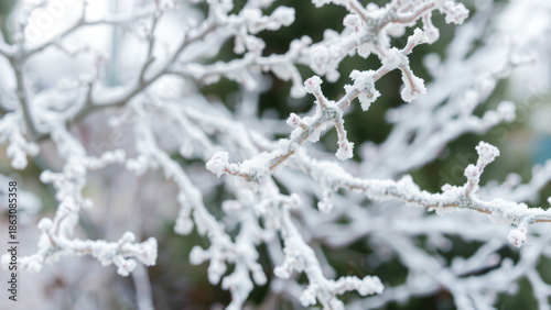 Vereiste Äste - Frost im Detail