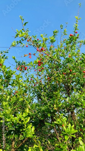 green leaves against blue sky