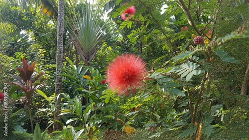 Vibrant Red Powder Puff Flower Blooms Amidst Lush Green Tropical Foliage with Soft Natural Sunlight Filtering Through Dense Leaves