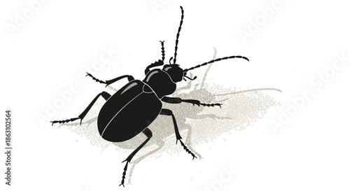 Black Beetle Silhouette Illustration with Shadow Macro Insect Close up Nature Wildlife Art
