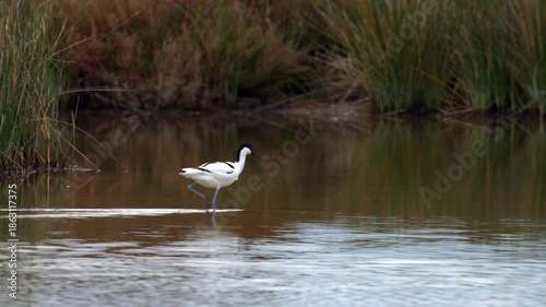 A Pied Avocet walking in shallow water