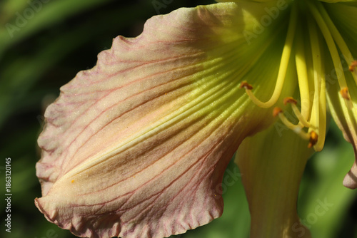 A detailed close-up of a pink-tinged flower petal with pale yellow stamens, s...