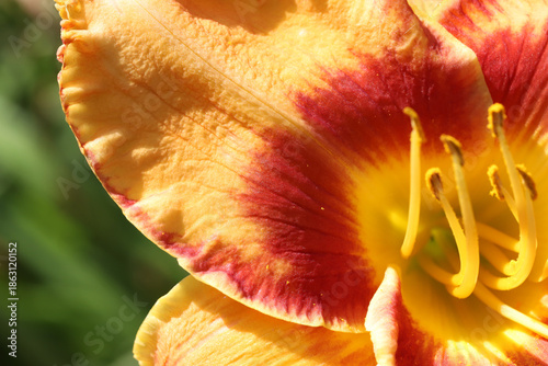 Foto A vivid close-up of a daylily bloom, highlighting warm yellow and fiery orange petals and prominent stamens