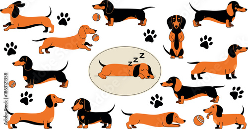 Dachshund illustration collection with dogs in various playful poses