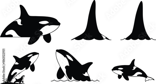 Silhouette vector set showing side view orca breaching tail flukes and dorsal fin multiple poses on white background marine icon collection minimal monochrome design stencil illustration