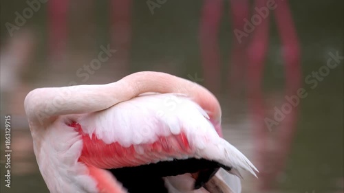 Portrait of a Greater Flamingo cleaning looking and cleaning
