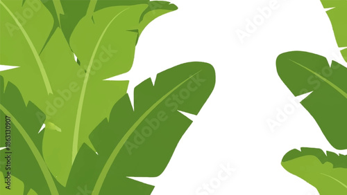 Lush green banana leaves with pointed edges create a vibrant tropical pattern against a stark white background