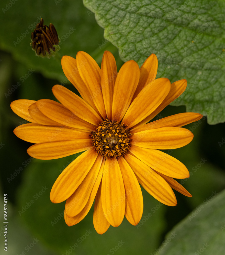 Obraz premium Close up of a golden orange daisy against a background of darlk green leaves. The seed head of a nearby flower is showing above and to the left