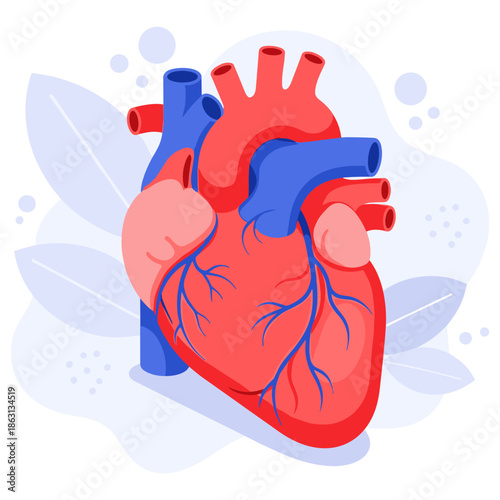 Detailed anatomical illustration of a human heart with vascular system