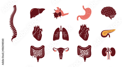 Anatomical icons of human internal organs including heart lungs liver brain and kidneys for medical education.