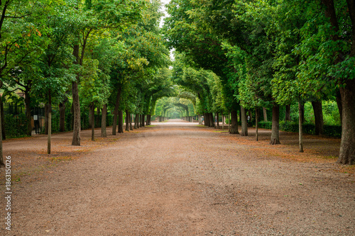 Bild auf Leinwand Green tree surrounded walk way in a park.