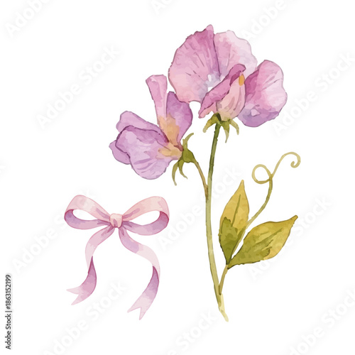 Watercolor-style illustration of sweet peas and ribbon
