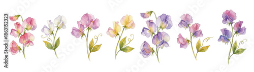 Watercolor-style sweet pea illustration