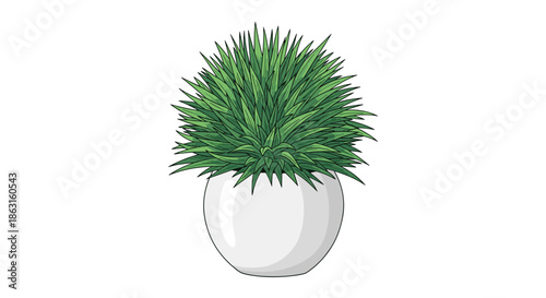 Potted indoor plant with many thin spiky green leaves in a white round ceramic pot isolated on a clean white background for decor.