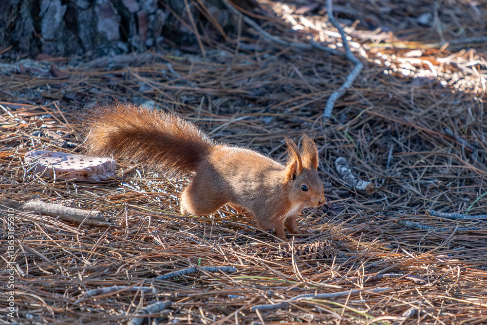Fototapeta premium Squirrel looking for nuts 