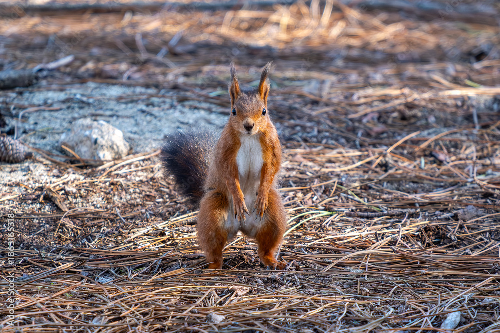 Fototapeta premium Squirrel looking to the camera