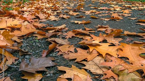 Colorful autumn leaves cover a gravel path in a peaceful park during a sunny day