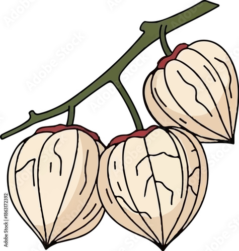 Three light-colored, lantern-shaped fruits hang from a green branch