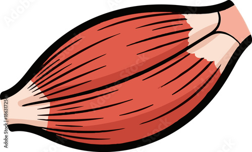 Stylized illustration of a human skeletal muscle with red fibers and pale tendons, on white background