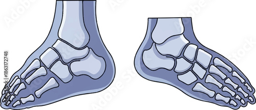 Stylized illustration of a left and right foot skeleton, viewed from the side
