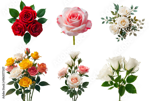 Beautiful rose flower isolated on transparent background