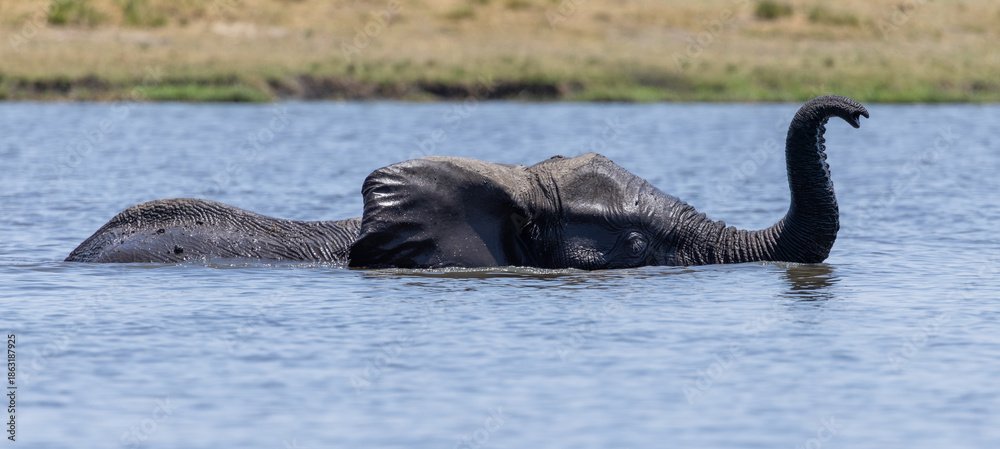 Fototapeta premium elephant in water, at the Chobe River
